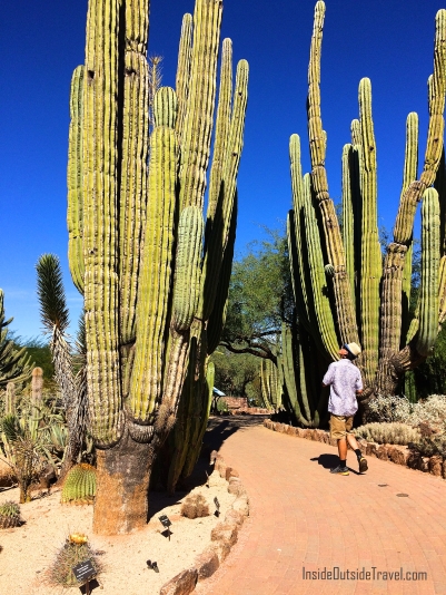 arizona-desert-botanical-gardens-cactus-tall