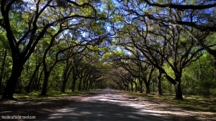 Wormsloe Archway of trees