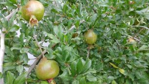 Los Poblanos pomegranate