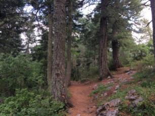 Sandia Peak WIlderness trail